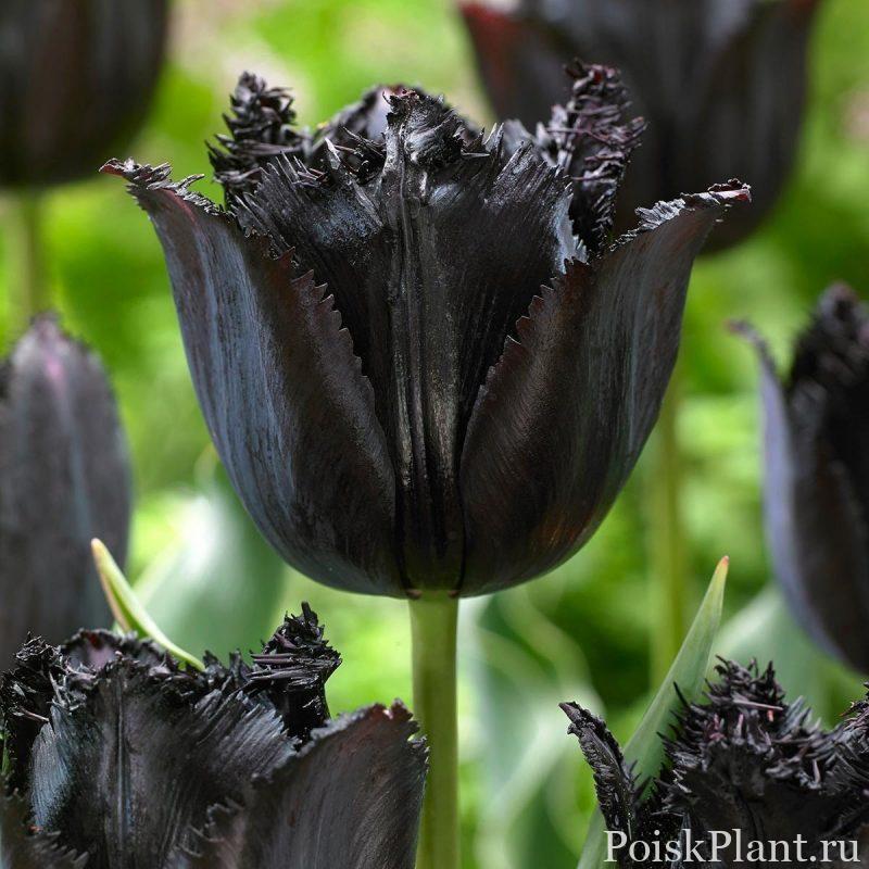 Тюльпан бахромчатый Black Fringed