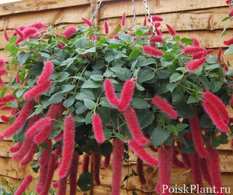 Акалифа висячая Mini Reds