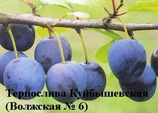 Слива Тернослива Куйбышевская