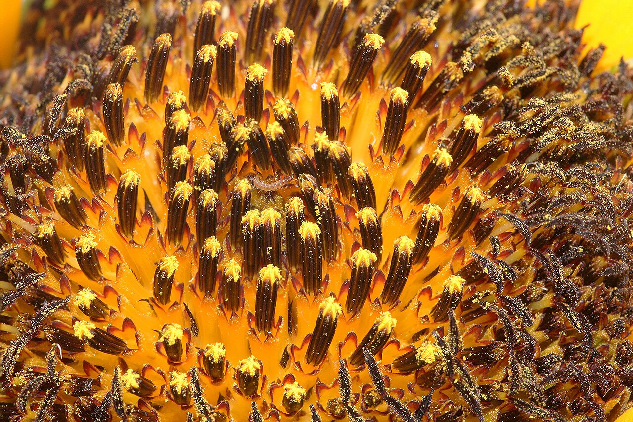 Подсолнечник Helianthus Bert
