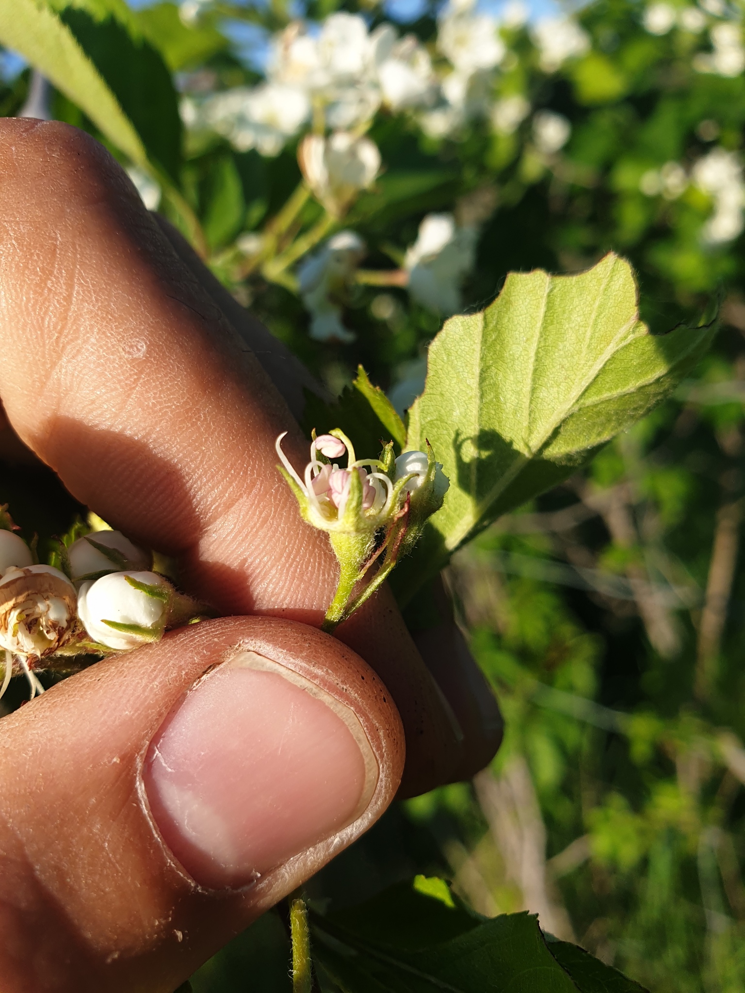 international backfill (iNaturalist): Crataegus
