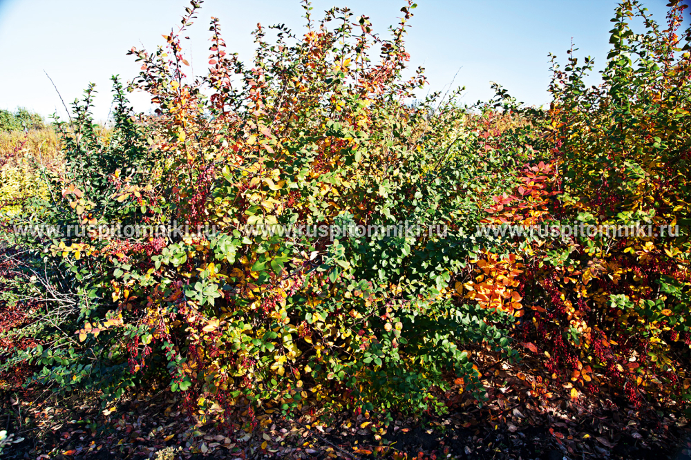 Барбарис Indian Summer