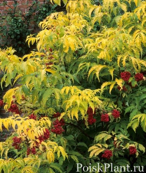 Бузина красная Plumosa Aurea