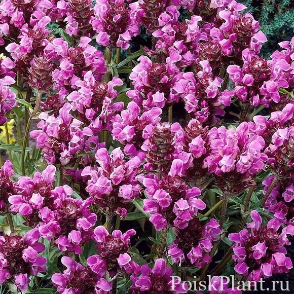 Черноголовка крупноцветковая Rubra​​​​​​​