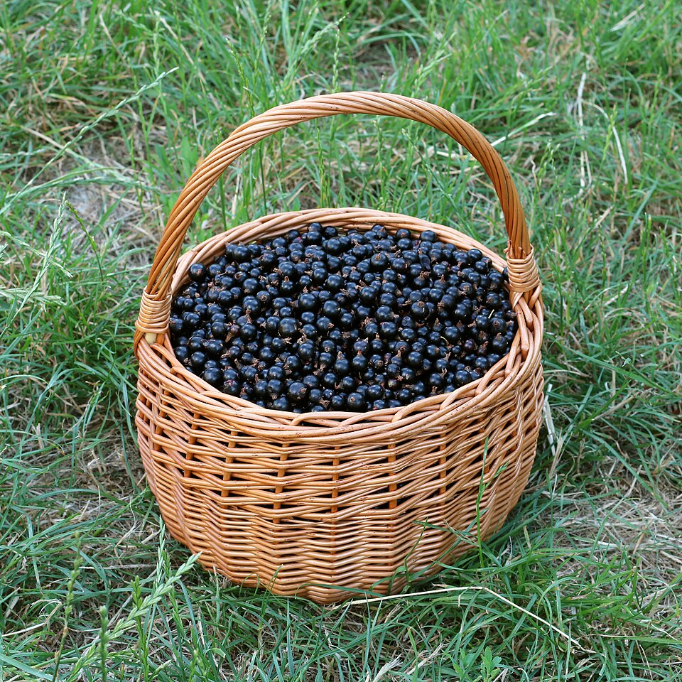 Смородина Ядрёная