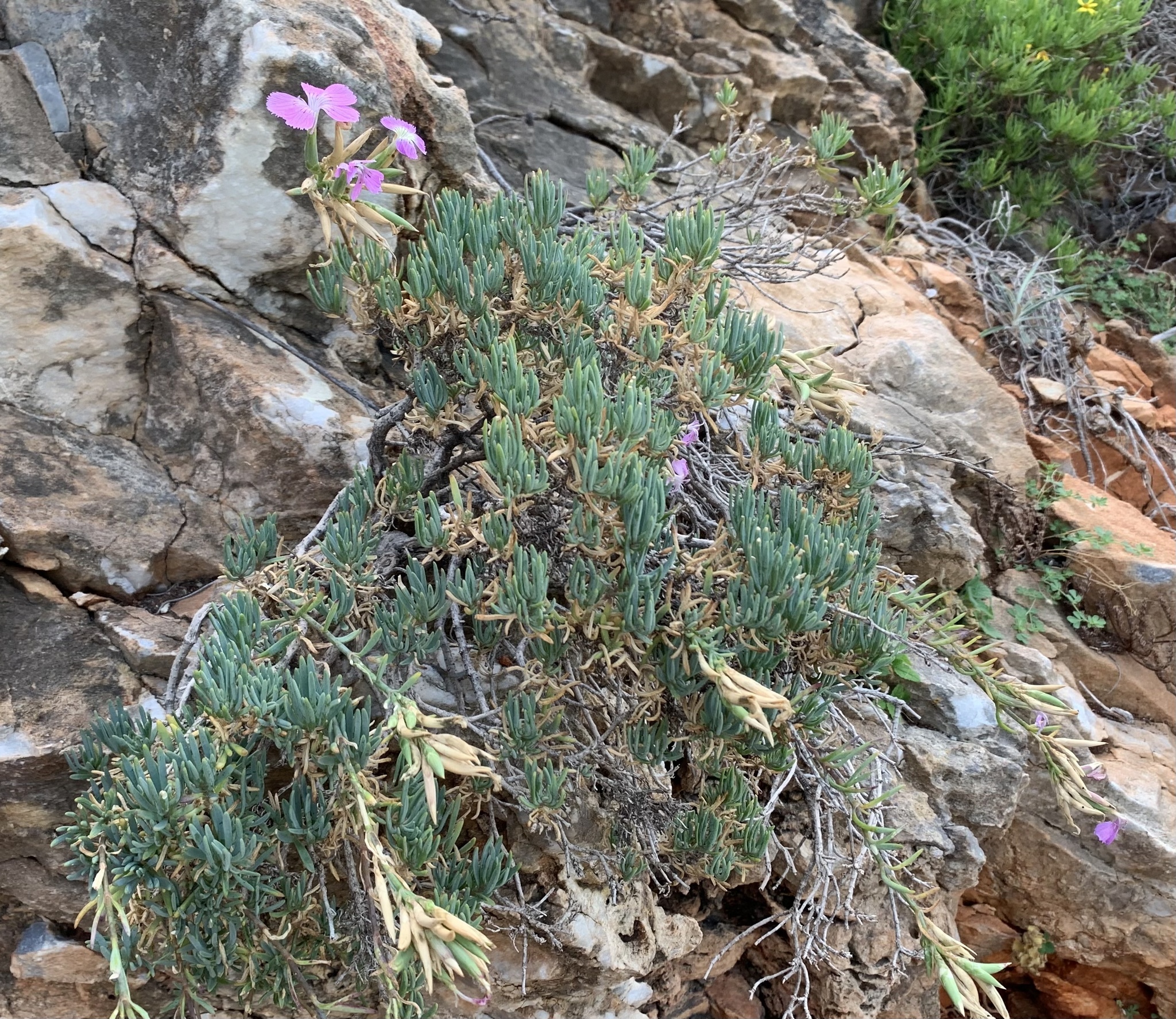 international backfill (iNaturalist): Dianthus