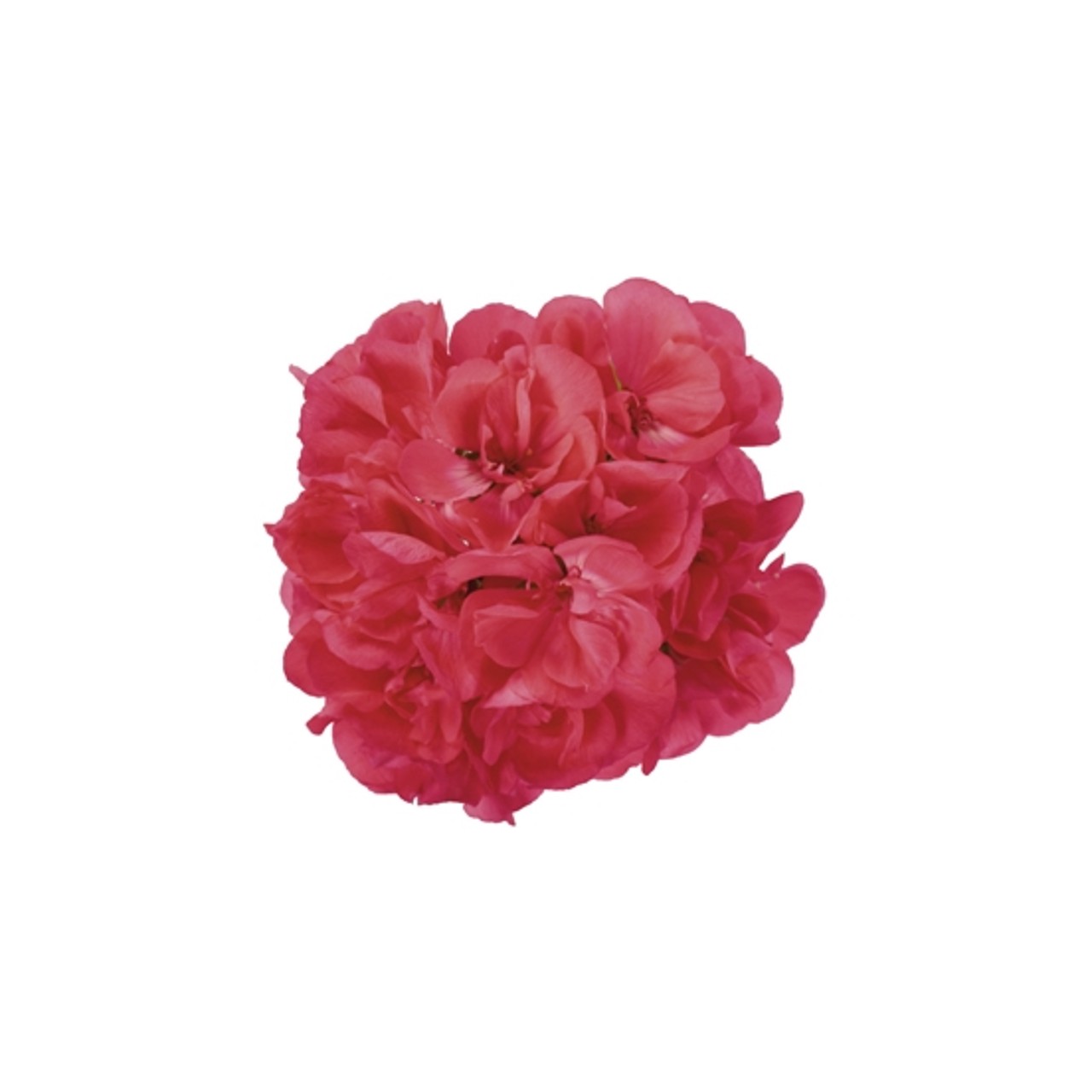 Пеларгония Green Idols Hot Pink