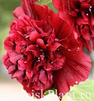 Мальва розовая Pleniflora Red