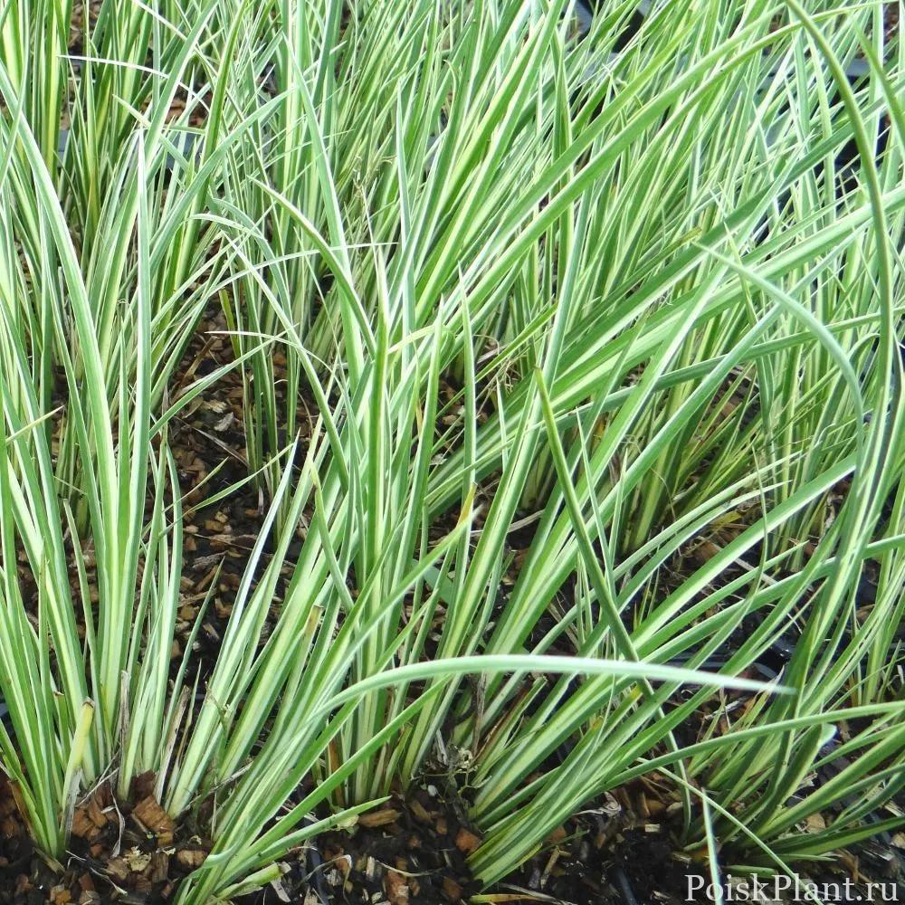 Аир злаковидный Argenteostriatus