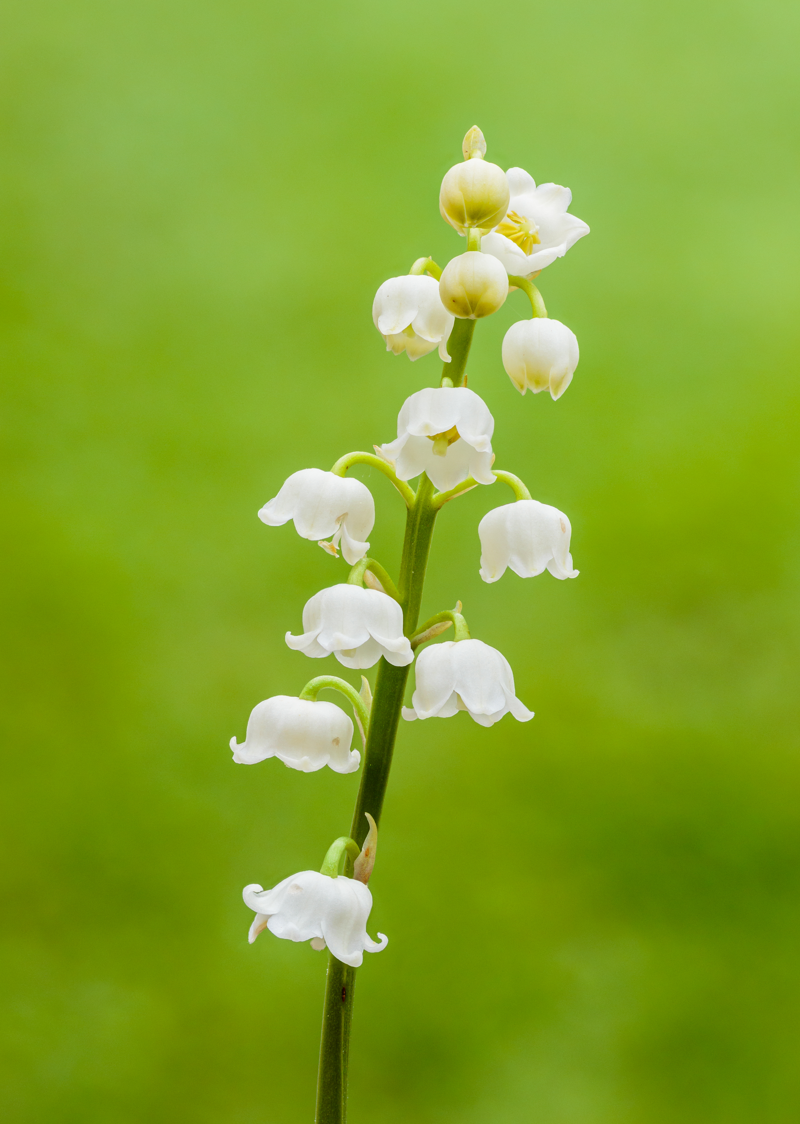 Ландыш майский Albostriata