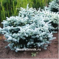 Ель колючая Glauca Globosa