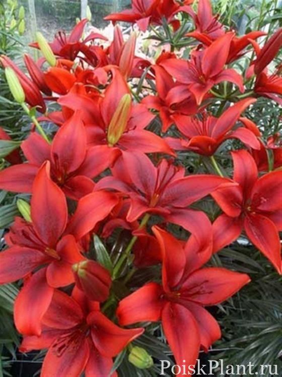 Лилия азиатская FantAsiatic Red
