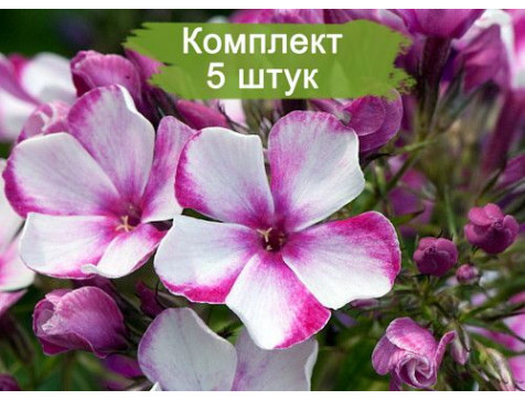 Флокс Неон Флэр