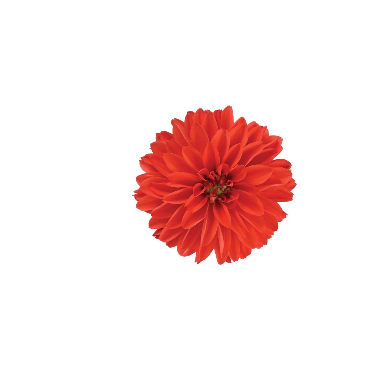 Георгина Hypnotica Orange