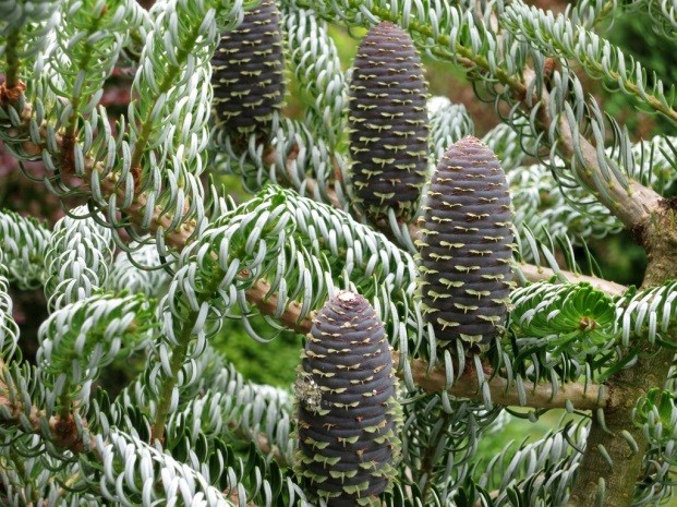 pikhta-abies-koreyskaya-v-gorshke
