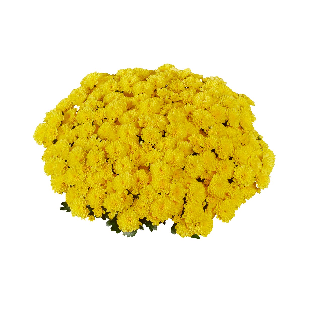 Хризантема Ditto Yellow