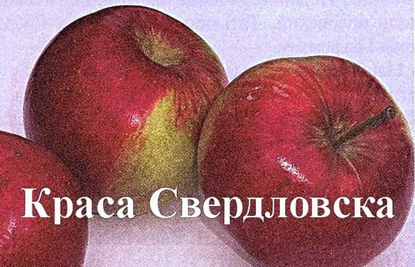 Яблоня Краса Свердловска
