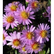 Астра кустарниковая (Aster dumosus Marjorie)