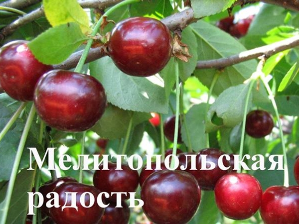Дюк Мелитопольская радость