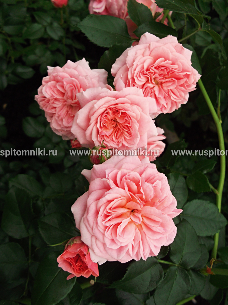 Плетистые крупноцветковые розы Pirouette’ = ‘POULce003’. LCl.