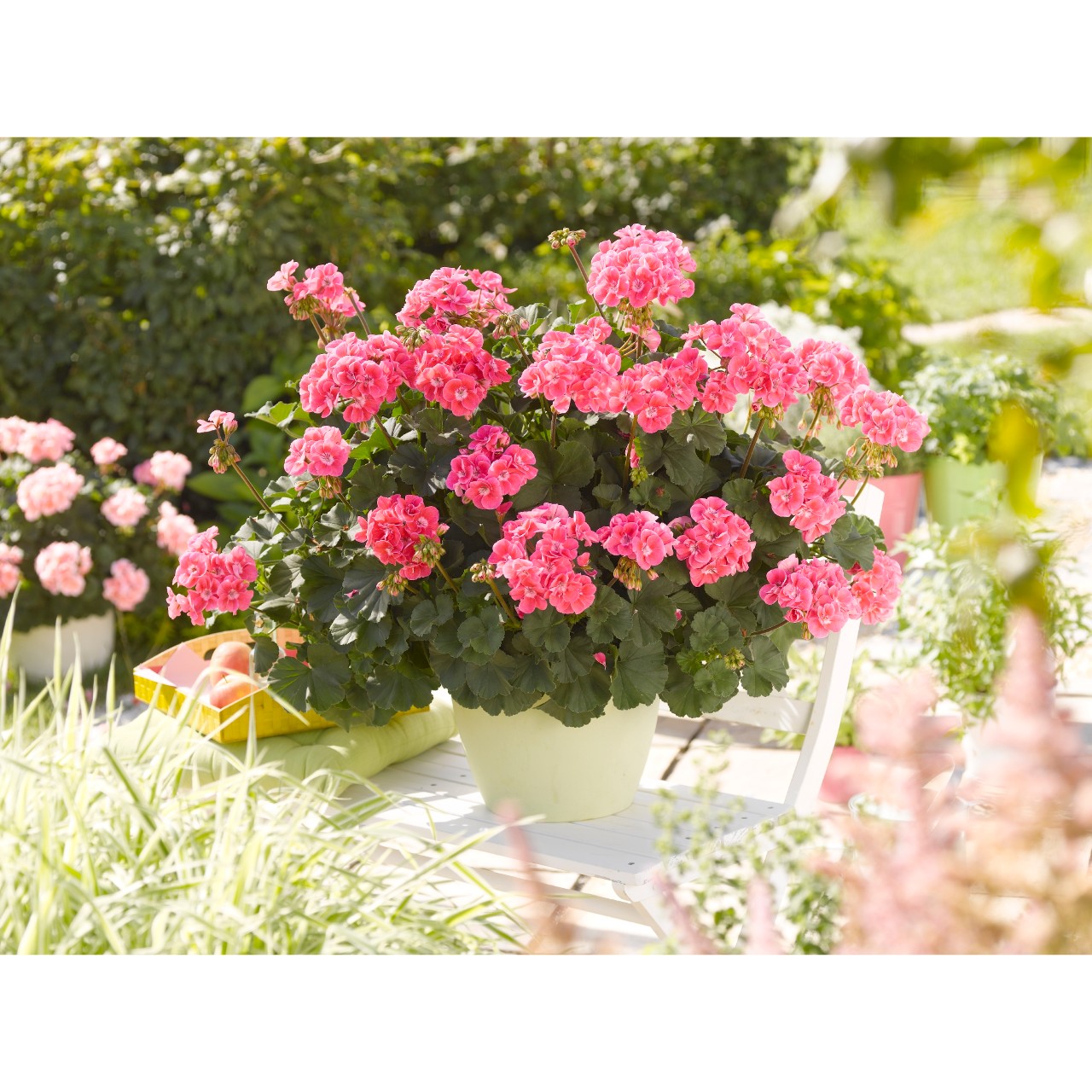 Пеларгония Savannah Pink Sizzle