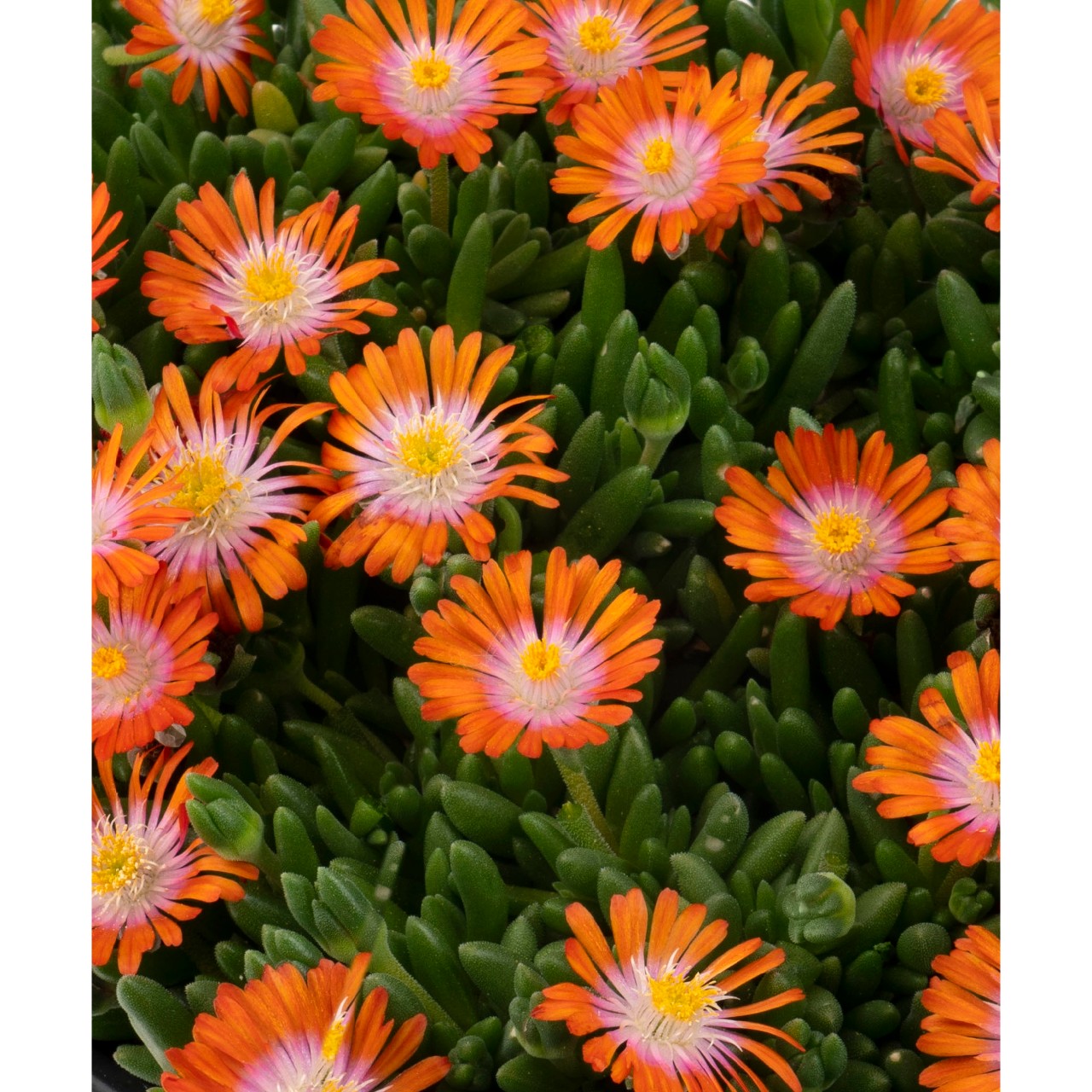 Делосперма Rock Crystal Orange