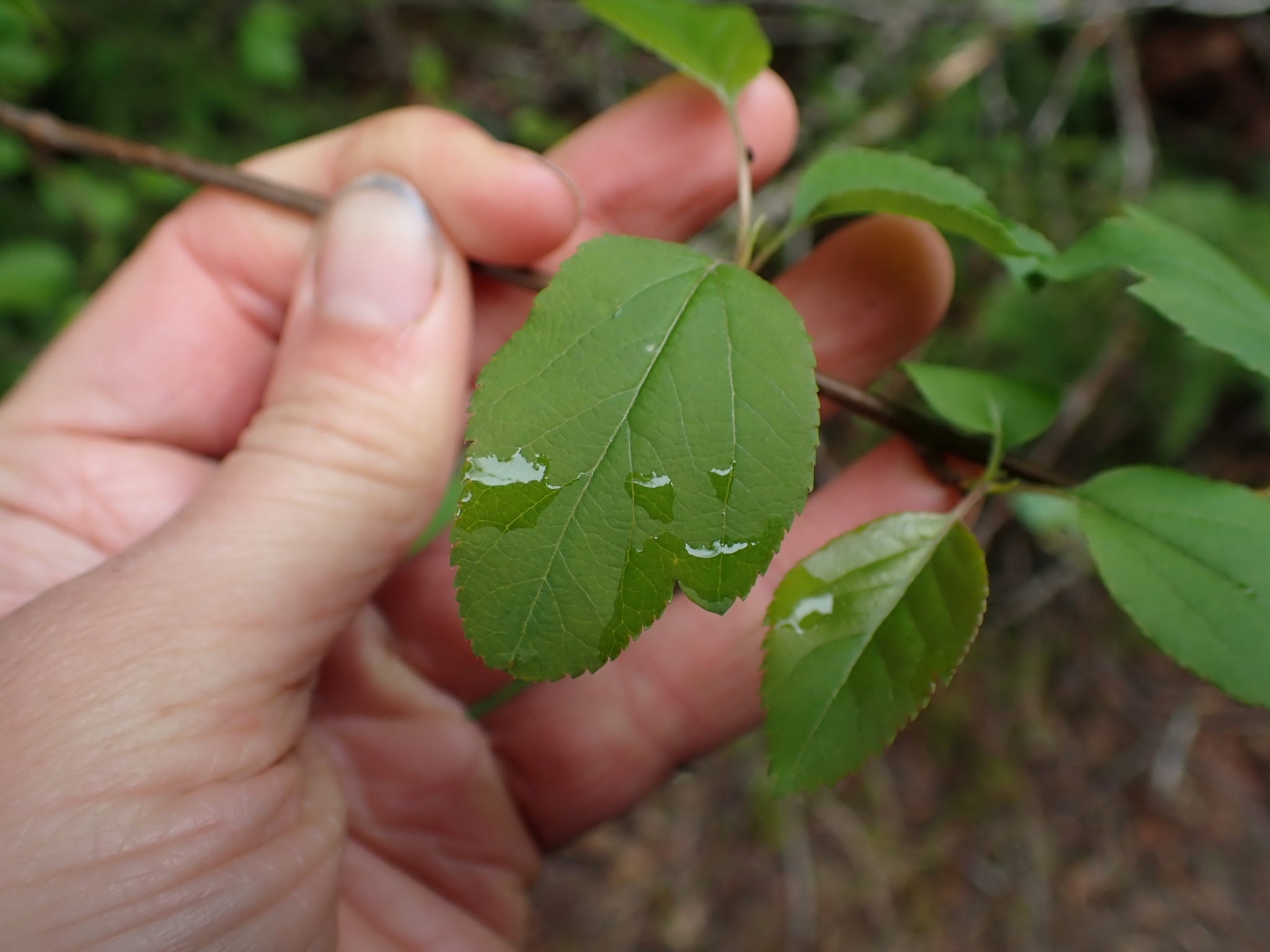 international backfill (iNaturalist): Malus