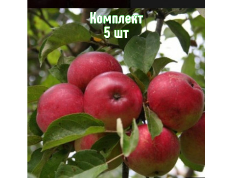 Яблоня Скала
