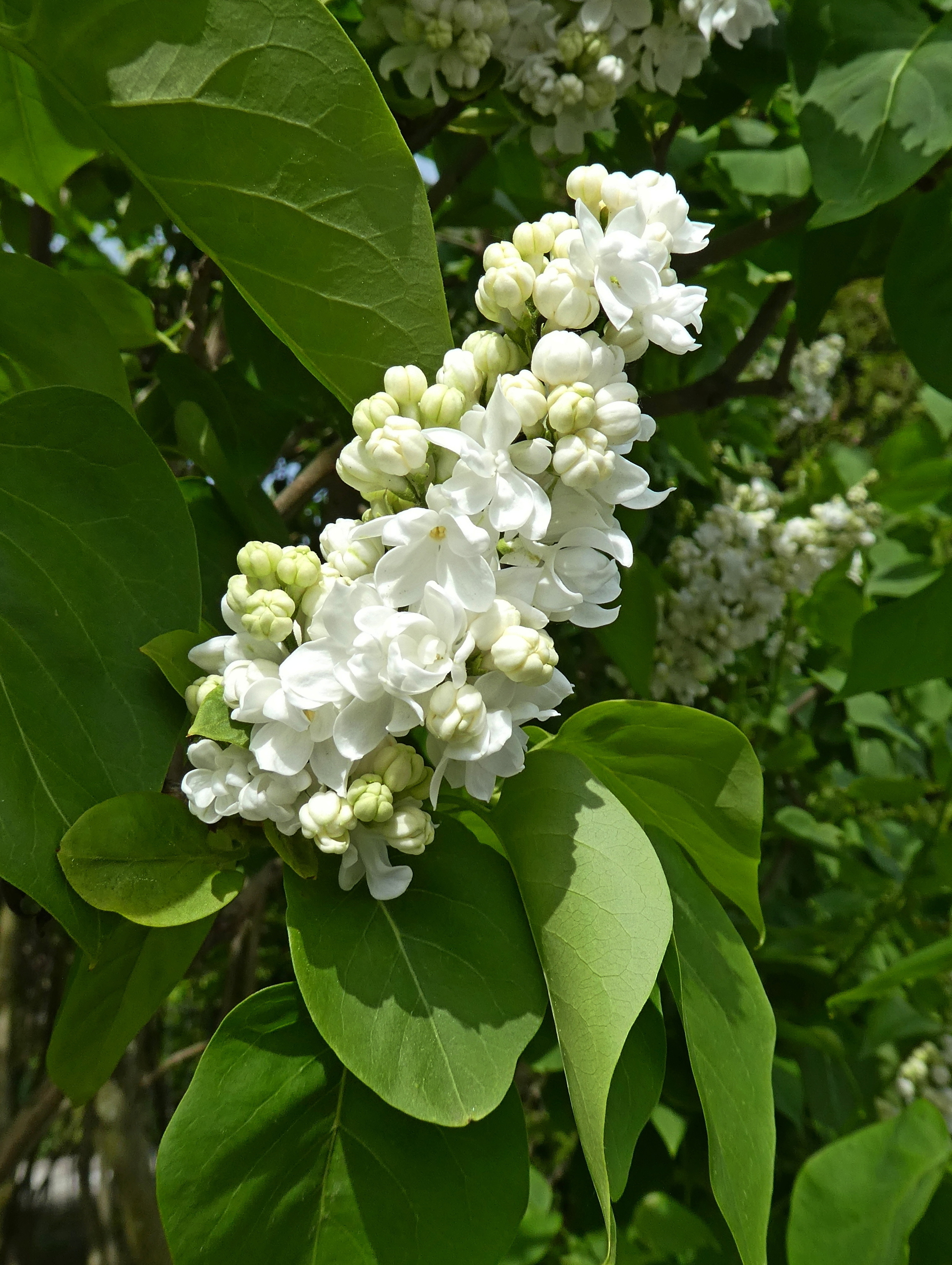 Сирень Сенсация