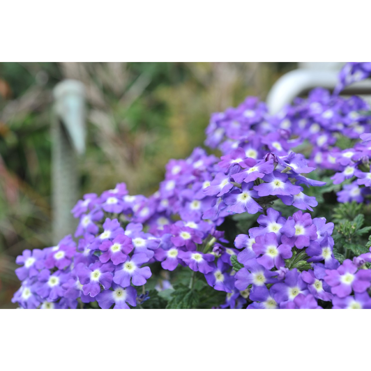 Вербена Empress Flair Purple Charme
