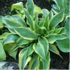 Хоста (Hosta Whirlwind)