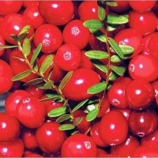Клюква крупноплодная Ред Стар