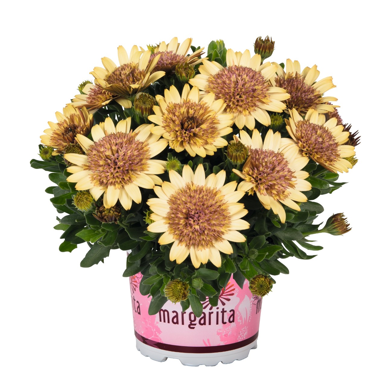 Остеоспермум Margarita Double Yellow