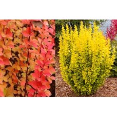 Барбарис тунберга (Berberis thunbergii Maria)