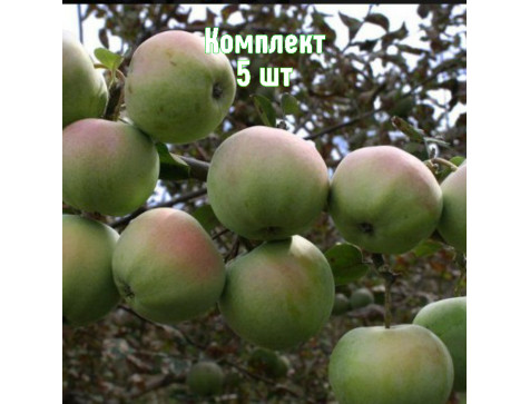 Яблоня Апрельское