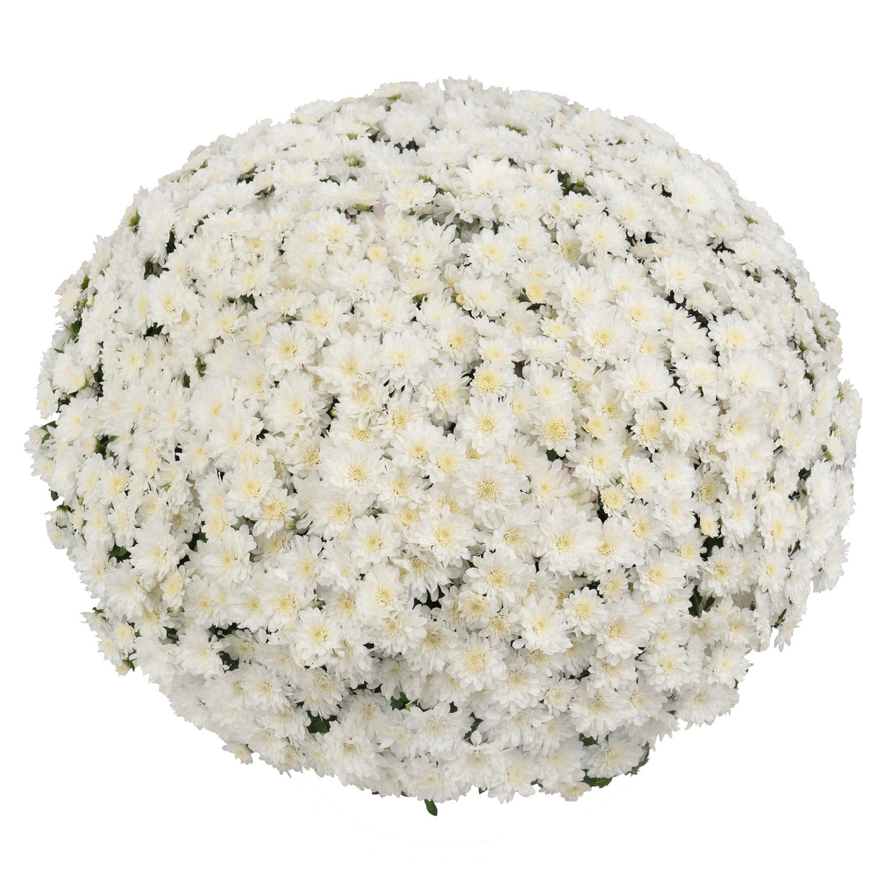 Хризантема Ceremony White