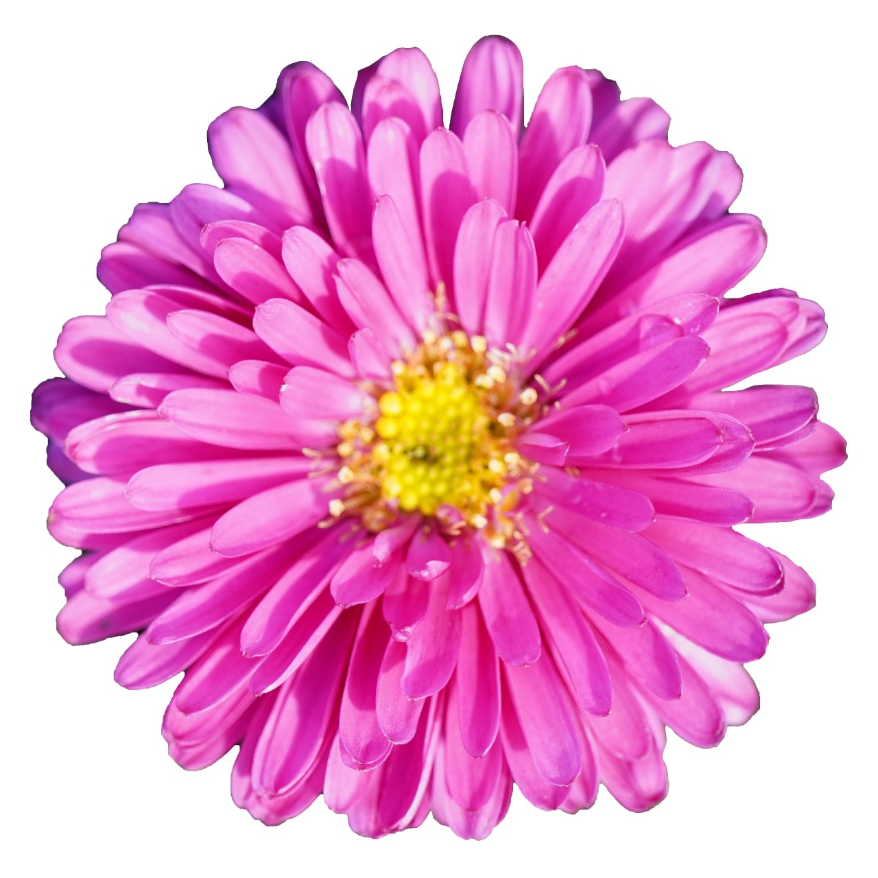 Астра Aurora Pink