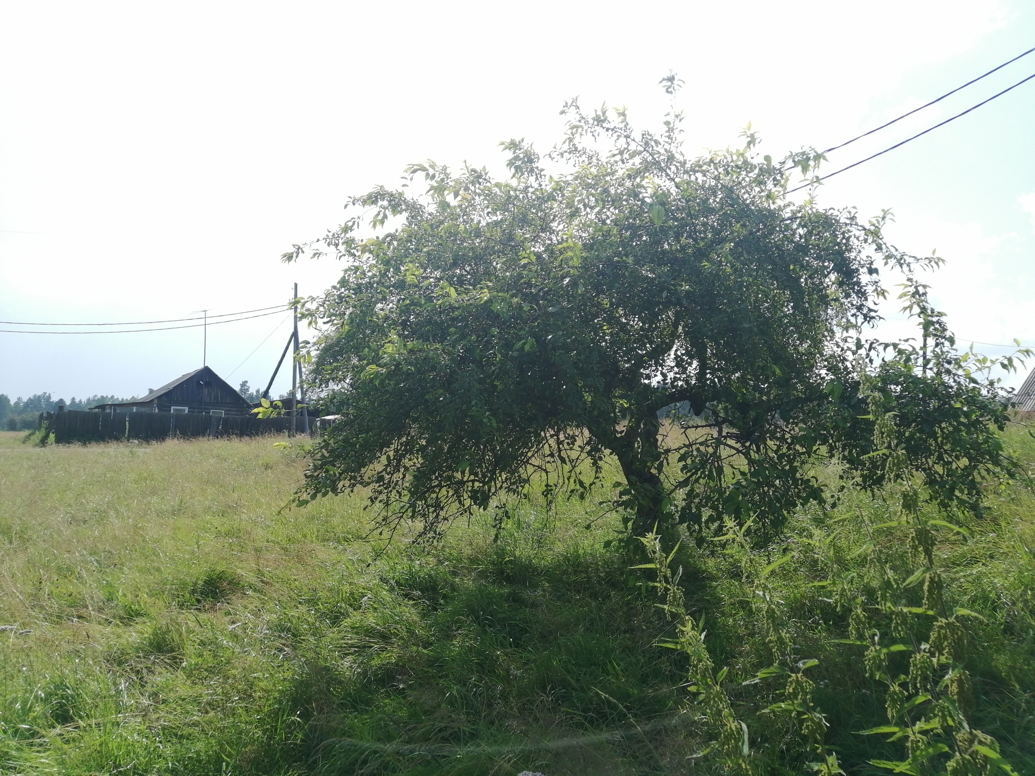 international backfill (iNaturalist): Malus baccata