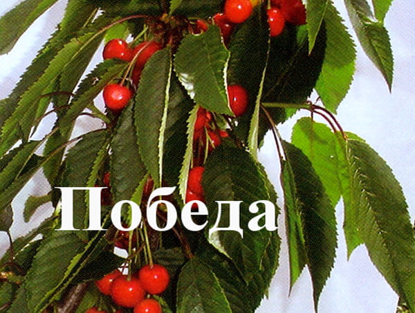 Черешня Победа
