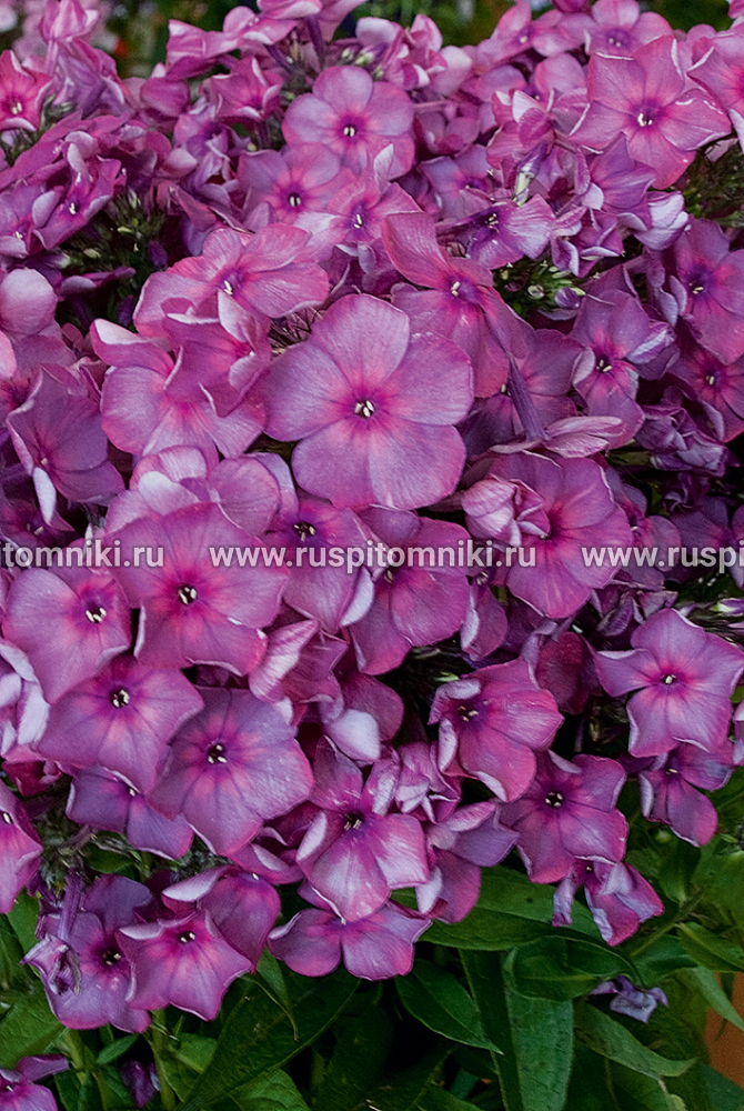 Флокс метельчатый Анна Каренина
