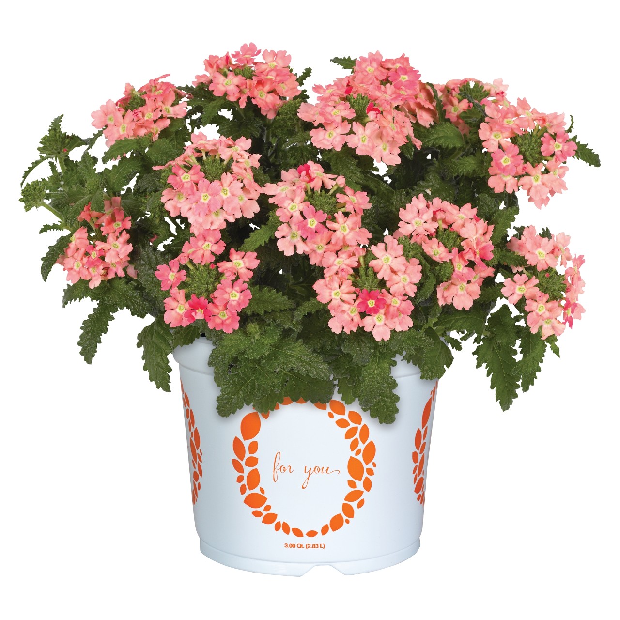 Вербена Empress Flair Peach