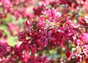 Яблоня Diable Rouge