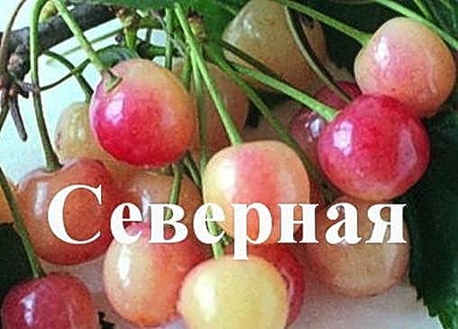 Черешня Северная