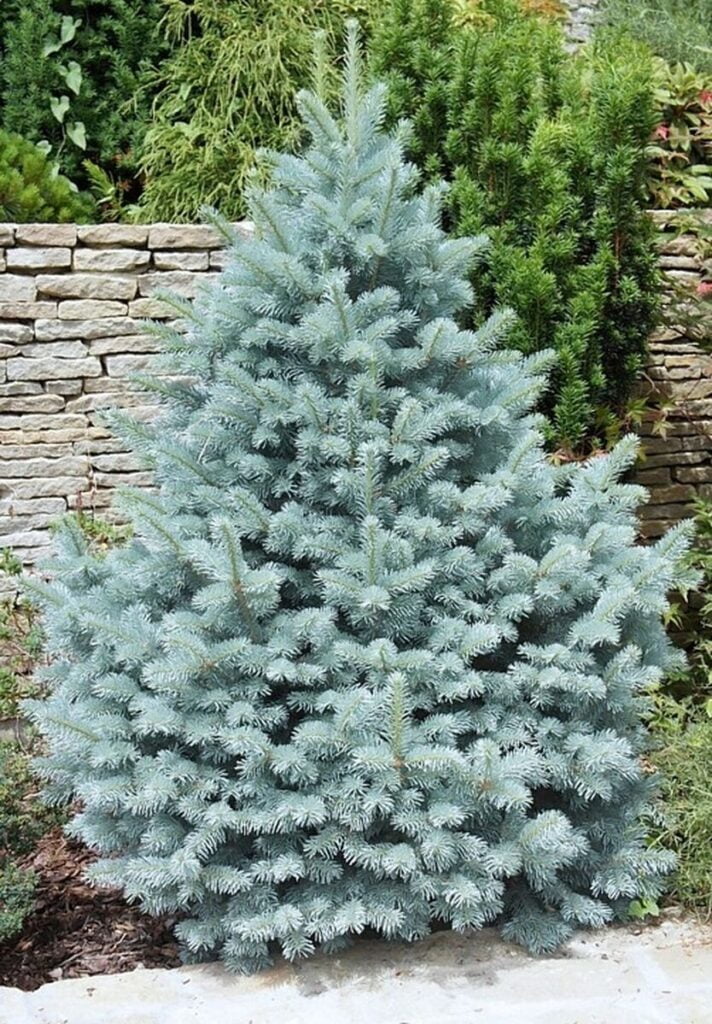 Ель колючая Kaibab