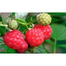 Малина обыкновенная (Rubus idaeus Regina)