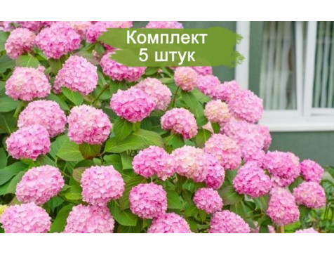 Комплект 5шт / Гортензия Уайт Пинк (White Pink) (крупнолистная)