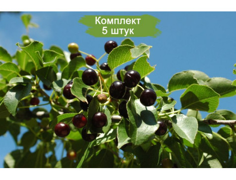 Вишня Магалебская Антипка