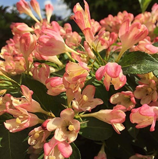 Вейгела цветущая All Summer Peach
