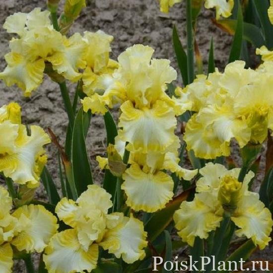 Ирис бородатый Silk and Honey