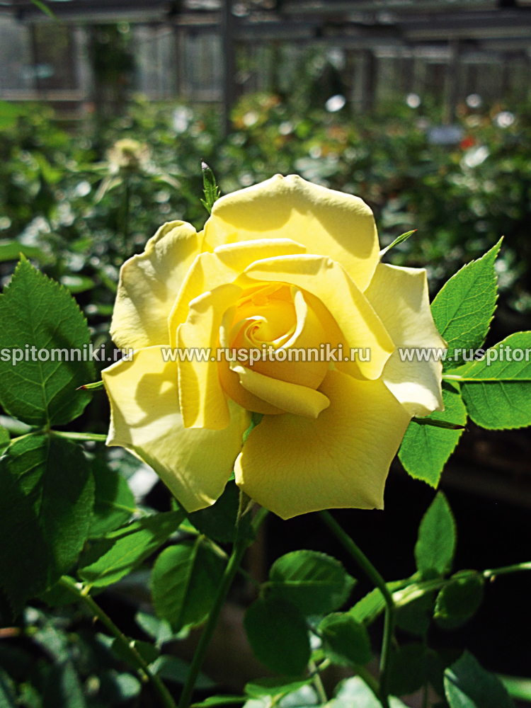Миниатюрные розы Gold Symphonie’ = ‘MEItoleil